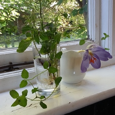 A picture of a glass of water with mint sprigs that have grown roots, on my kitchen windowsill
