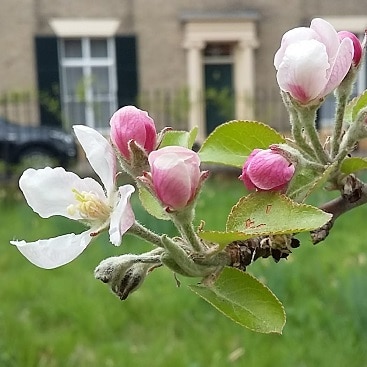 Picture of pink tinged apple blossom in the orchard to illustrate my five frugal things this week post.