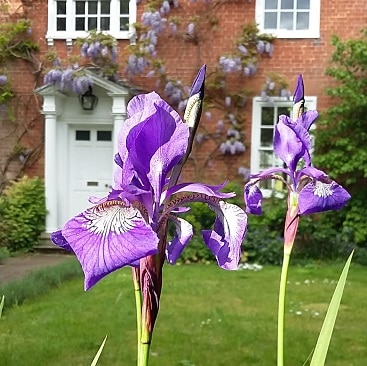 Picture of two purple irises in front of our house 