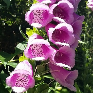 Picture of foxgloves in the garden of Crabtrees cafe as part of my five frugal things this week