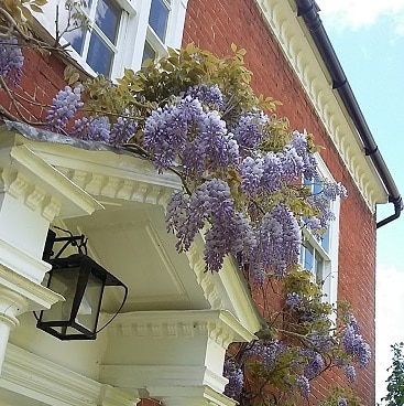 Picture of wisteria tumbling over the front door of our house, where we made a saving on our insurance quote