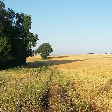Photo of field of yellow barley with blue skies when I went running this week in blazing sunshine