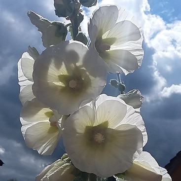 Picture of white hollyhocks against threatening blue, grey and white skies to illustrate my five frugal things this week post