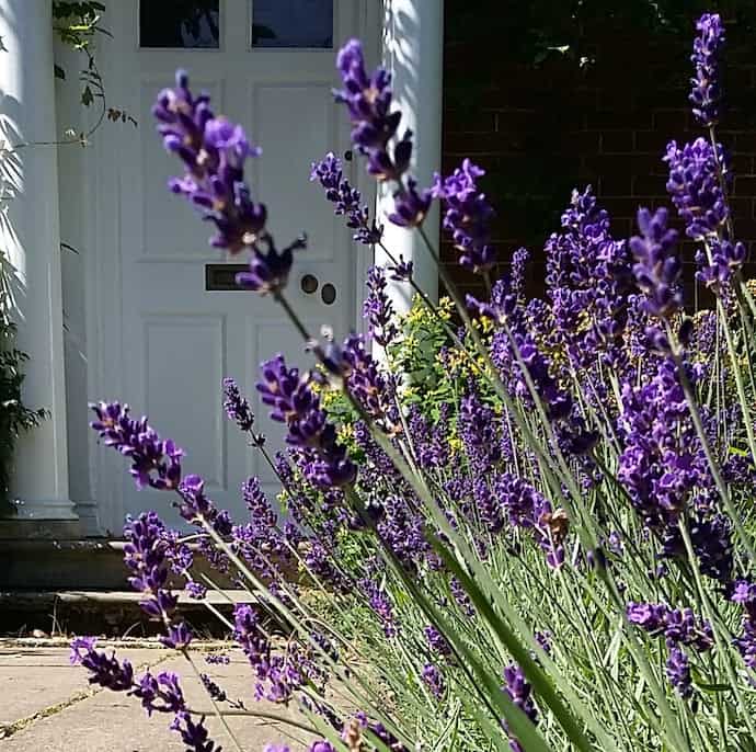 Picture of lavender by our front door, to illustrate a post on what is a pension and why you should care