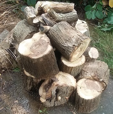 Photo of the logs left from the trunk of our fallen tree