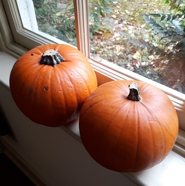 A picture of two pumpkins given to us as a present, sitting on our window sill