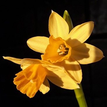 Picture of dwarf daffodils in the sunshine