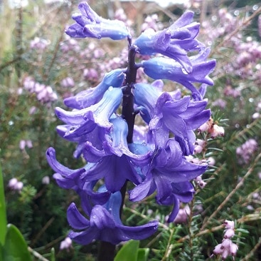 Photo of either bluebells or hyacinths by the heather for my five frugal things post