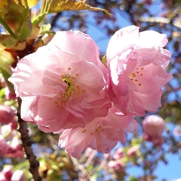 Photo of cherry blossom in our front garden for my post on spring in the garden