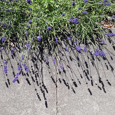 Picture of lavender by our front path for my #5frugalthings post