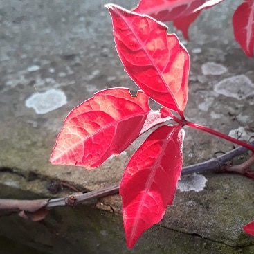 Picture of red virginia creeper, lit up by autumn sun