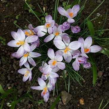 Picture of crocuses for my post on the cost of delay when investing