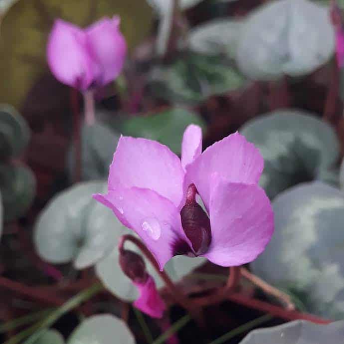 Picture of purple cyclamen from the far corner of the front garden