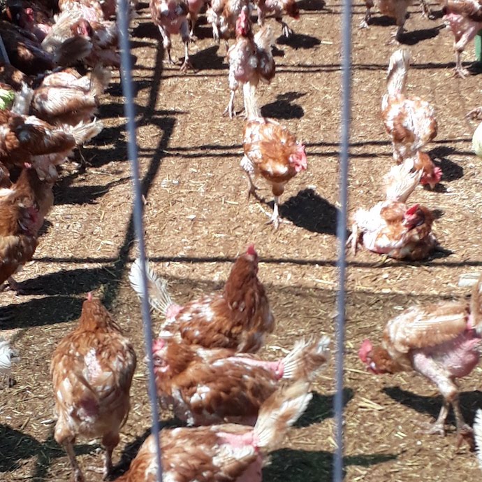 Picture of commercial hens for rehoming