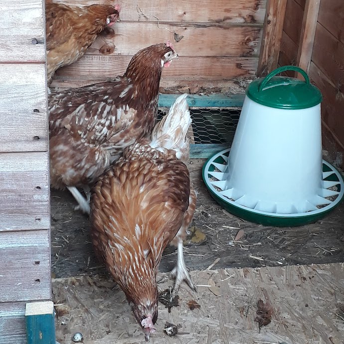 Picture of hens in our hen house with the food dispenser