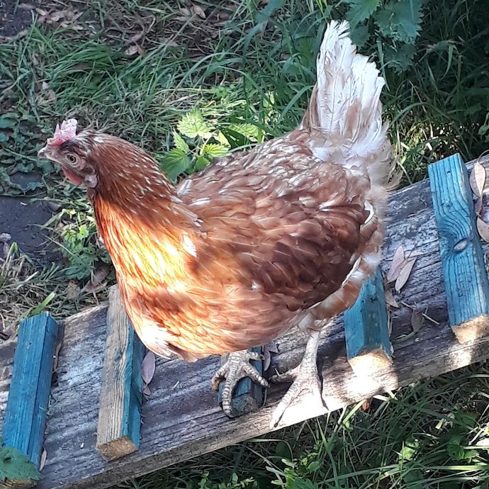 Picture of one of our hens walking down a ramp