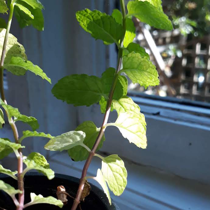 Picture of a mint plant growing on a windowsill