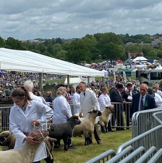 Picture of sheep being displayed to the judges, with the marquees and hills behind