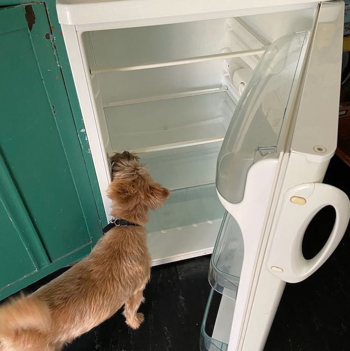 Picture of our dog looking inside our empty small fridge